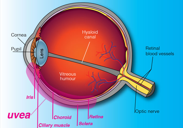 Pediatric Eye Specialist Bangalore